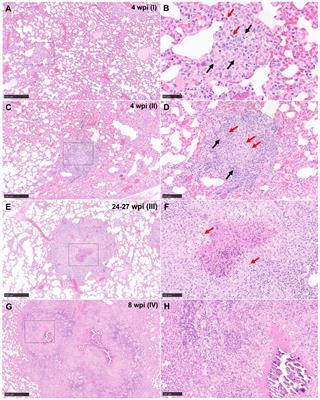 Characterisation and development of histopathological lesions in a guinea pig model of Mycobacterium tuberculosis infection